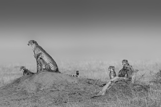 Family Portrait
