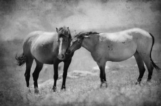 Wild Ones