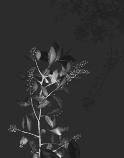 Printemps