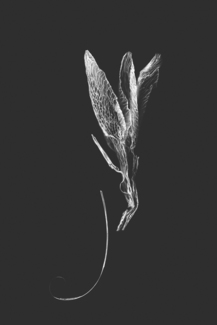 Ephemere