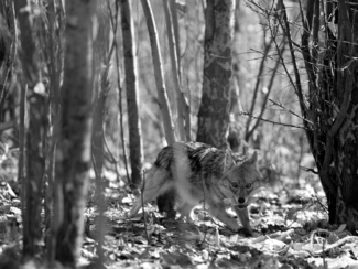 Wild Jackal