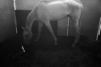 Retired Racehorse