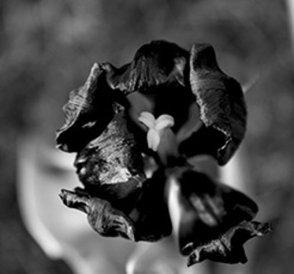 Tulip