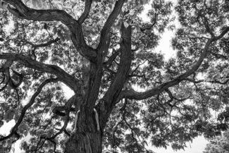 The Tree (3)