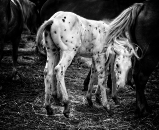 Appaloosa Baby