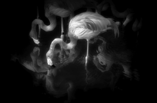 Flamingos