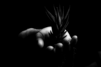 succulent
