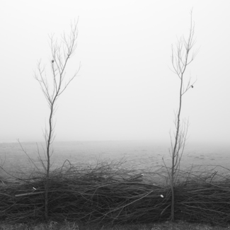 Prunings