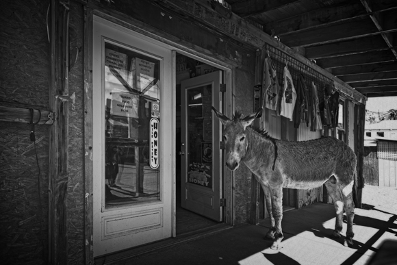 Oatman Donkey