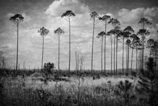 Okefenokkee Treees