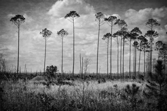 Okefenokkee Treees