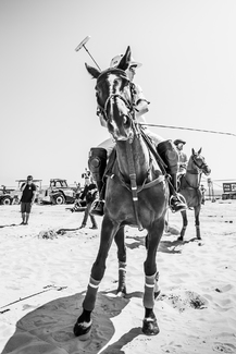 Posing Polo Pony