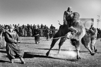 Trained Pack Camel