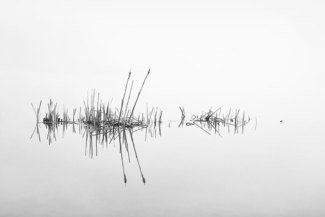 Morning Grass