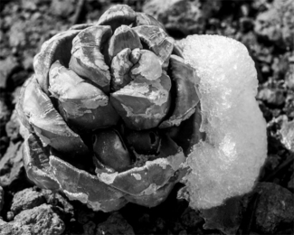 Pinyon Cone and Snow
