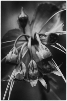 Untitled (1)