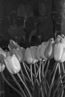 Tulip Face