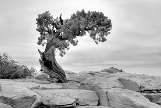 Alone (1)