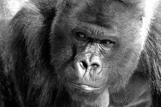 Kong