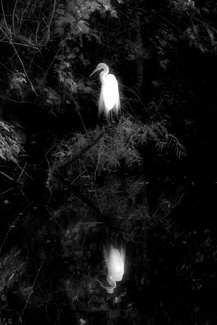 Swamp Bird