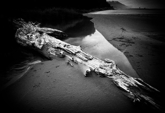 Driftwood