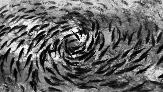 Swirl