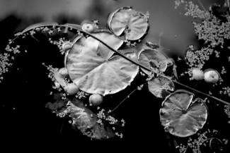 Lily Pond