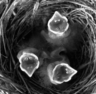Baby Cardinals