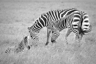 Zebra family