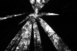 The Forest (1)