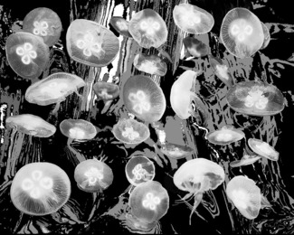 Jelly Fish