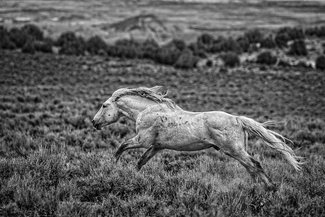 Defending The Herd