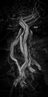 Roots