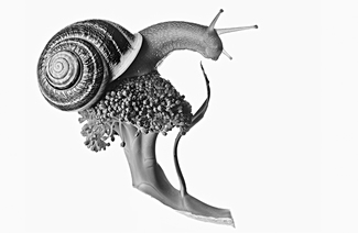 Slow Food