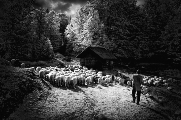 Transhumance