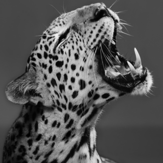 Sleepy Leopard