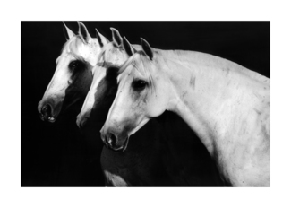 Andalusian Horses