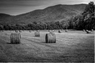 Hay Bails