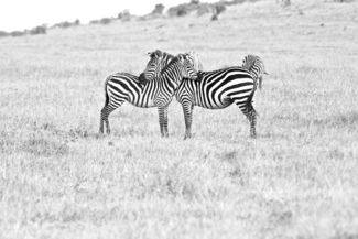 zebra