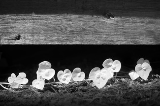 ivy tendril, infrared