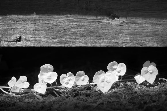ivy tendril, infrared