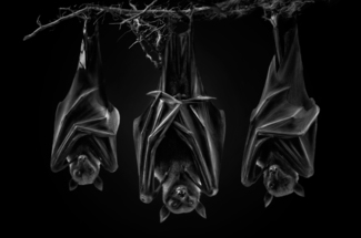 The Sect