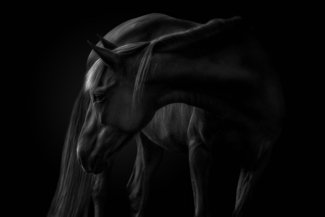 Equus