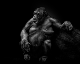 Matriarch