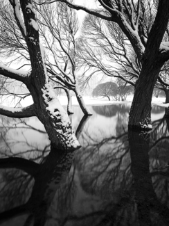 Trees