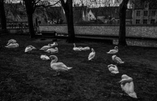 Swans at rest