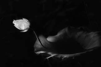 White Lotus