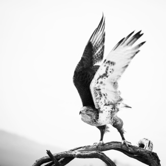 Ferruginous Hawk