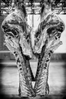 HIPPOCAMPES