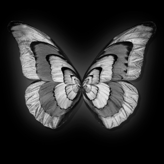 Magic Butterfly
